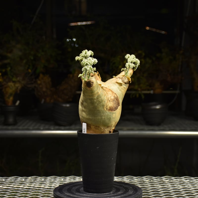 Cyphostemma uter var. macropus キフォステンマ ウター マクロプ