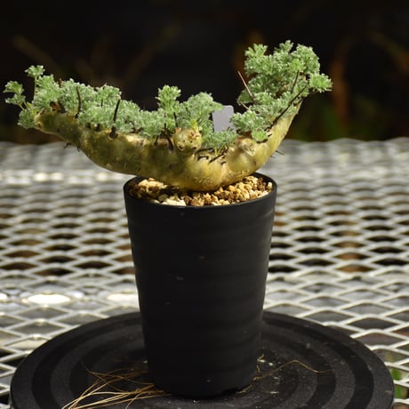 Monsonia herrei　モンソニア ヘレー　発根済現地株 6Bb9