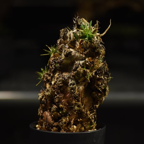 Euphorbia mlanjeana　ユーフォルビア ムランジーナ 発根済現地株 I35