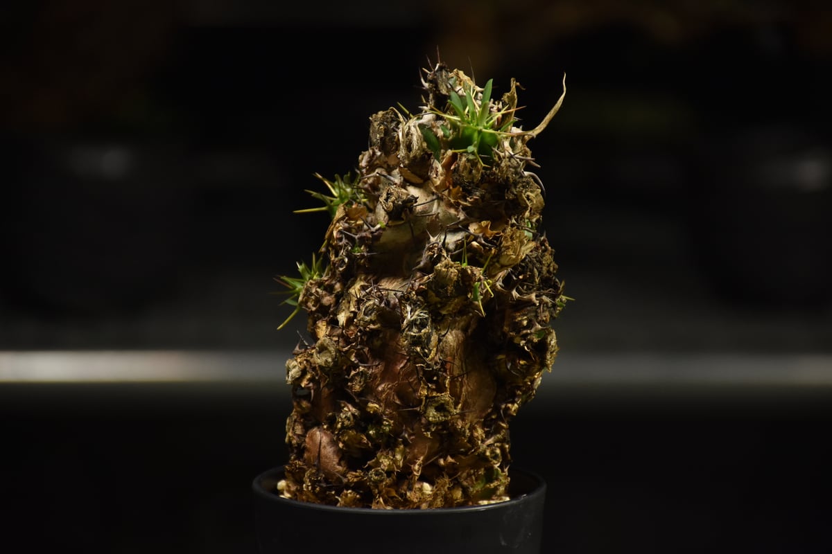 Euphorbia mlanjeana ユーフォルビア ムランジーナ 発根済現地株 I35 |