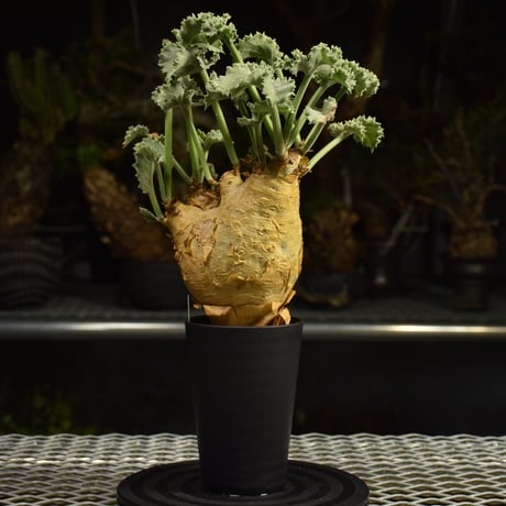 Cyphostemma uter var. macropus　キフォステンマ ウター マクロプス 発根済現地株 I54