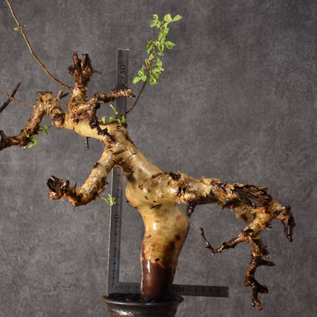 Commiphora kataf pure コミフォラ ピュアカタフ 発根済現地株 2 ソマリア産