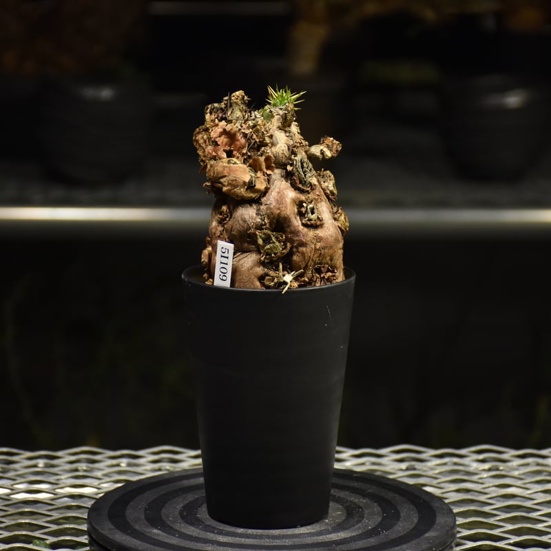 Euphorbia mlanjeana ユーフォルビア ムランジーナ 発根済現地株