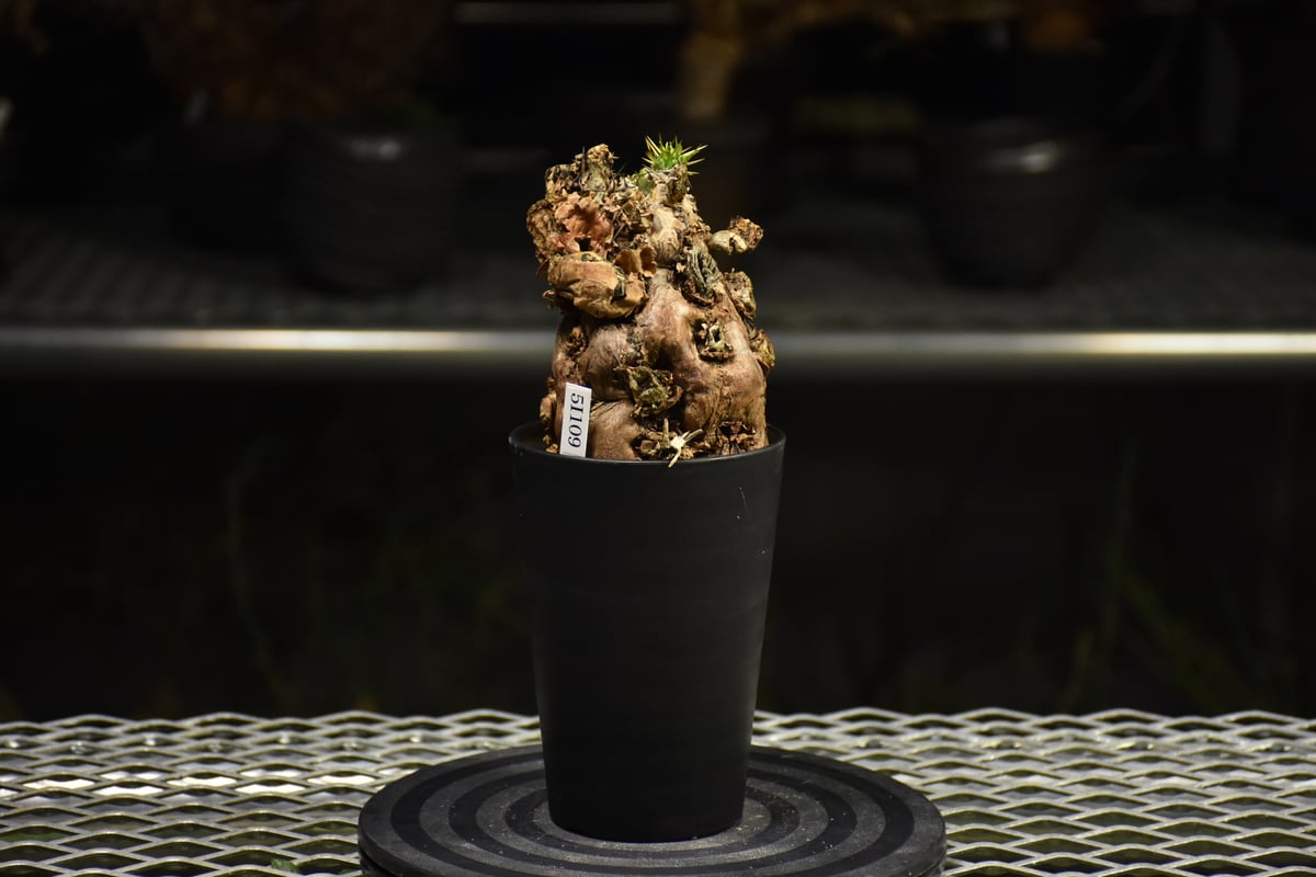 【ユーフォルビア・イポメア　ボルジアーナ】　現地球発根活着済み。 ユーフォルビア・イポメア ボルジアーナ】 現地球発根活着済み