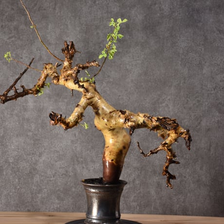 Commiphora kataf pure コミフォラ ピュアカタフ 発根済現地株 2 ソマリア産