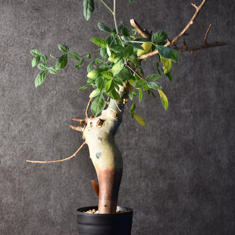 Commiphora holtziana コミフォラ ホルトジアナ 発根済現地株 #1 | B...