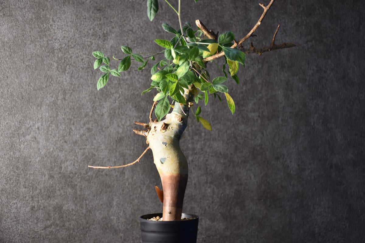 Commiphora holtziana コミフォラ ホルトジアナ 発根済現地株 #1 | B