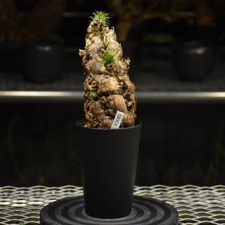 Euphorbia mlanjeana　ユーフォルビア ムランジーナ 発根済現地株 I37
