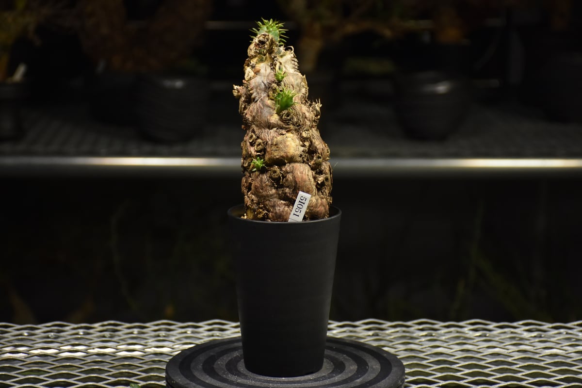 Euphorbia mlanjeana ユーフォルビア ムランジーナ 発根済現地株 I37 |