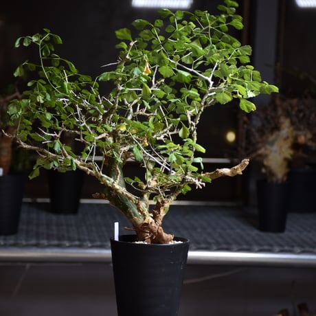 Commiphora campestris var. campestris コミフォラ カンペストリス 発根済現地株 B6