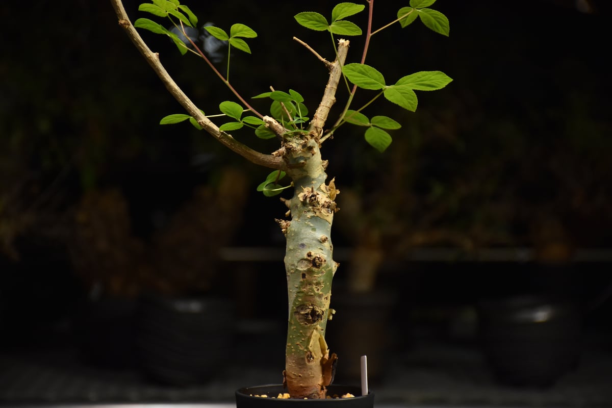 Commiphora holtziana コミフォラ ホルトジアナ 発根済現地株 H31 |