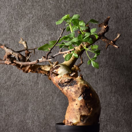 Commiphora kataf pure コミフォラ ピュアカタフ 発根済現地株 4 ソマリア産