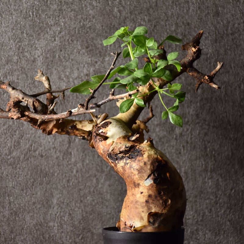 Commiphora kataf pure コミフォラ ピュアカタフ 発根済現地株 4 Commiphora kataf pure コミフォラ ピュアカタフ 発根済現地株 4