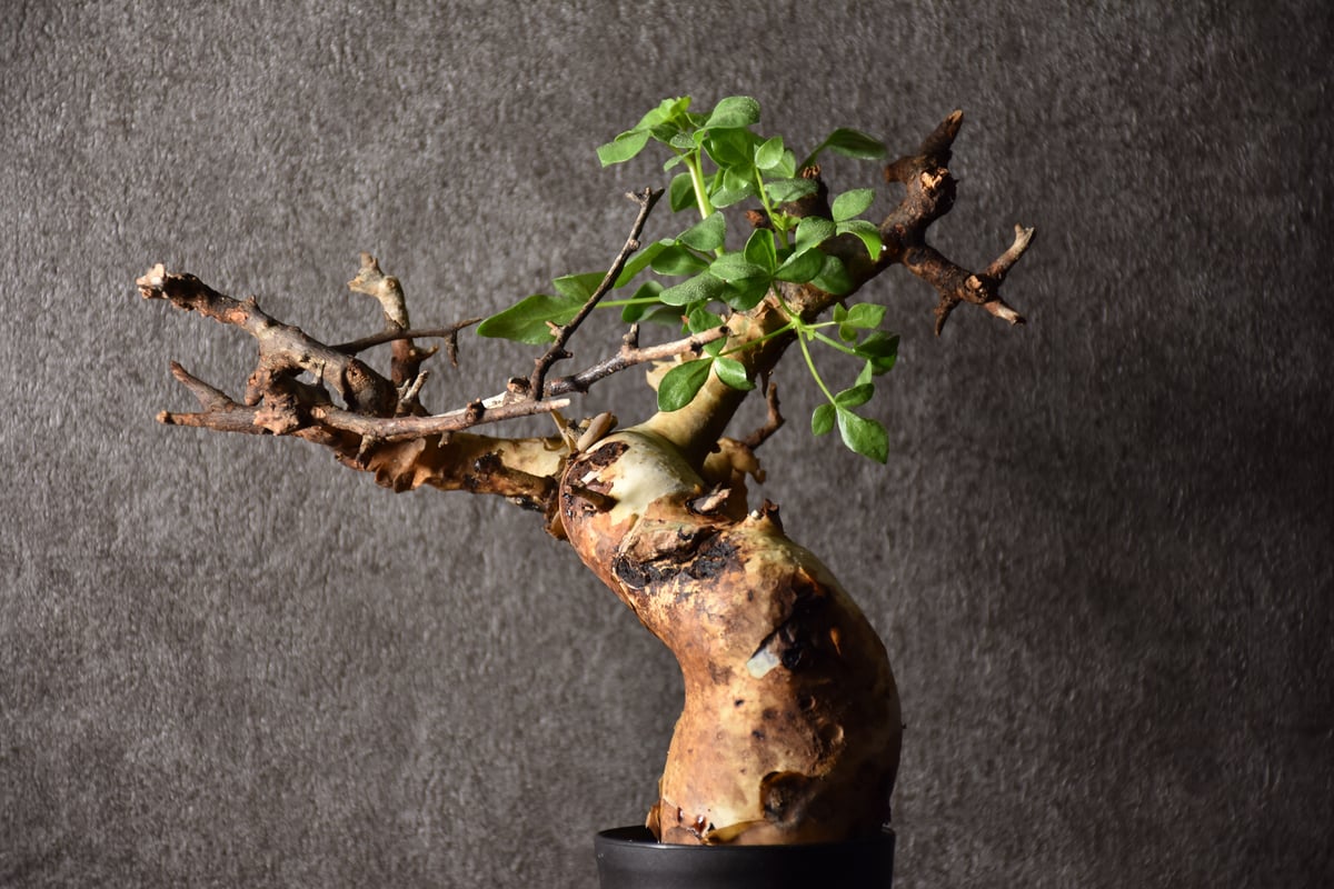 Commiphora kataf pure コミフォラ ピュアカタフ 発根済現地株 4