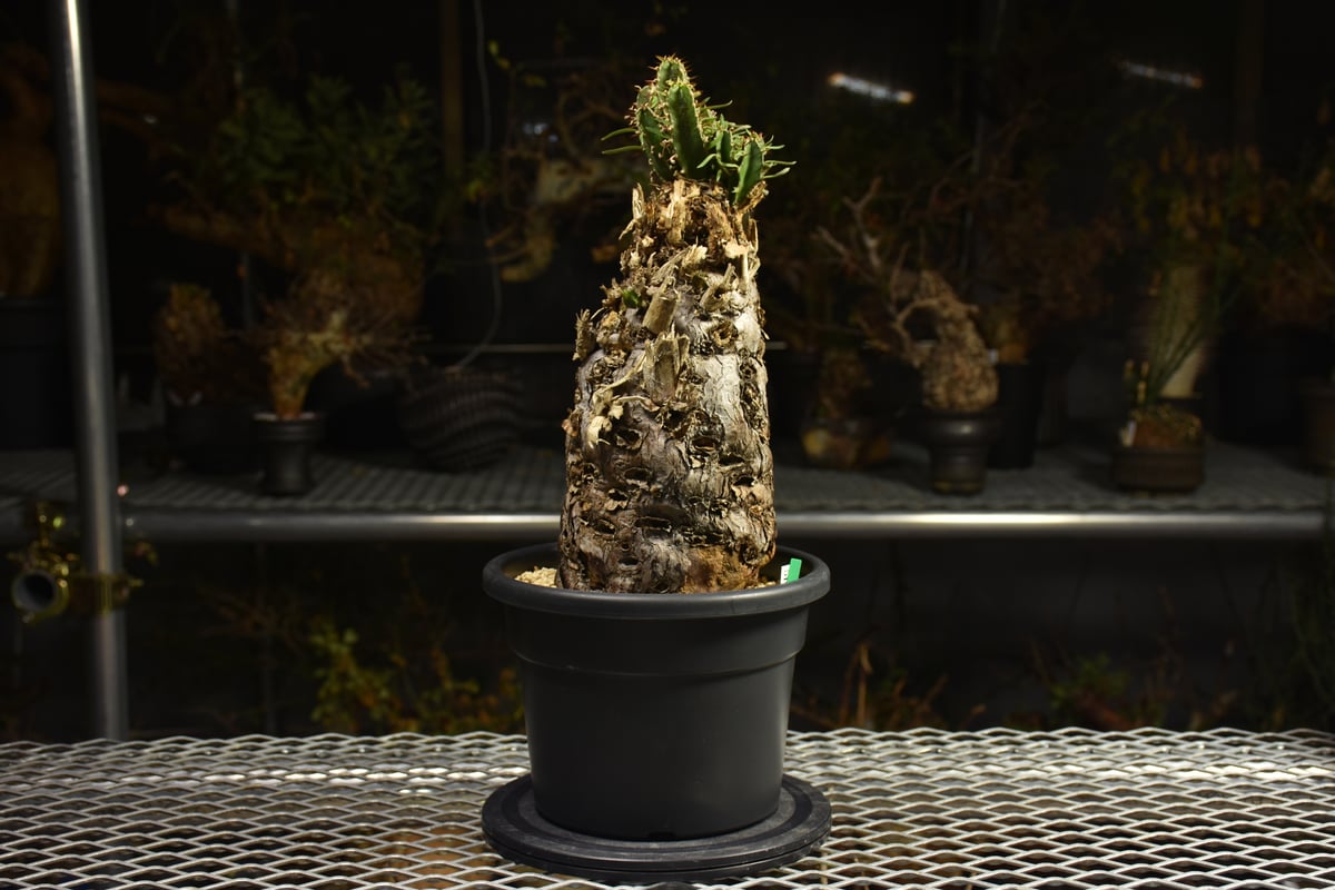 Euphorbia mlanjeana ユーフォルビア ムランジーナ 発根済現地株 I42 |