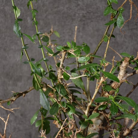 Commiphora habessinica コミフォラ ハベシニカ 発根済現地株 #5