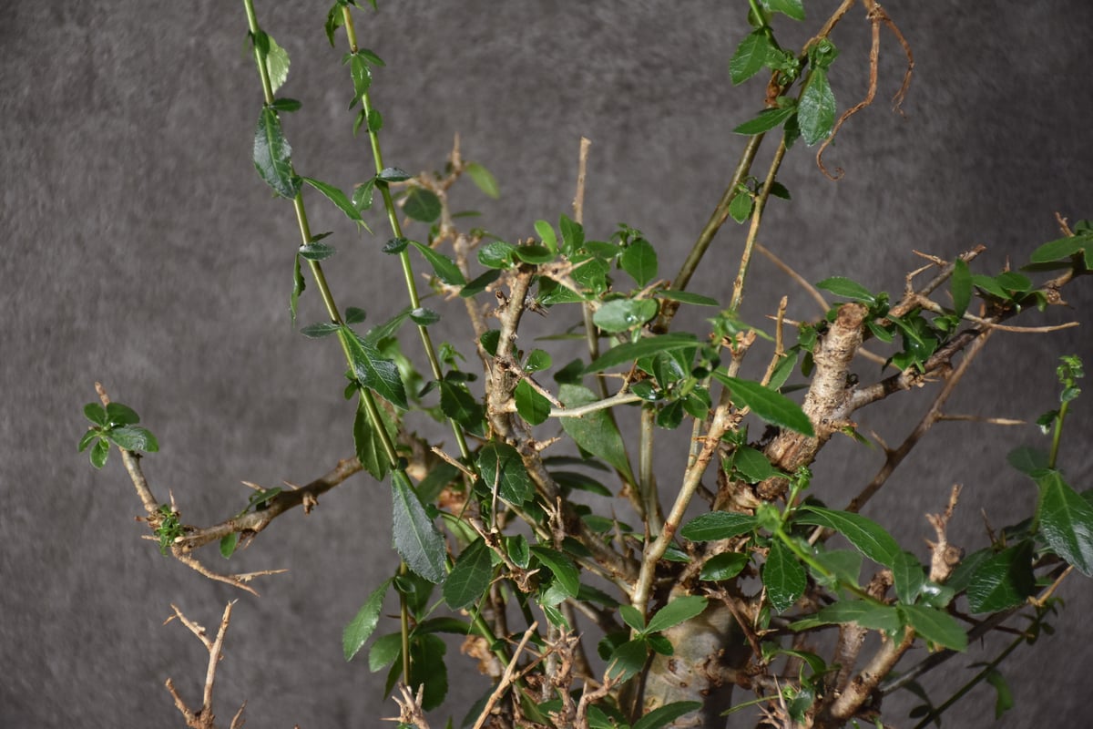 Commiphora habessinica コミフォラ ハベシニカ 発根済現地株 #5 Commiphora habessinica コミフォラ ハベシニカ 発根済現地株 #5