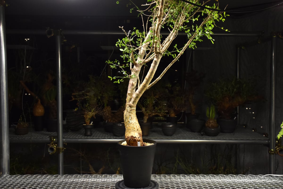 Commiphora humbertii コミフォラ フンベルティ 発根済現地株 I8 送料着