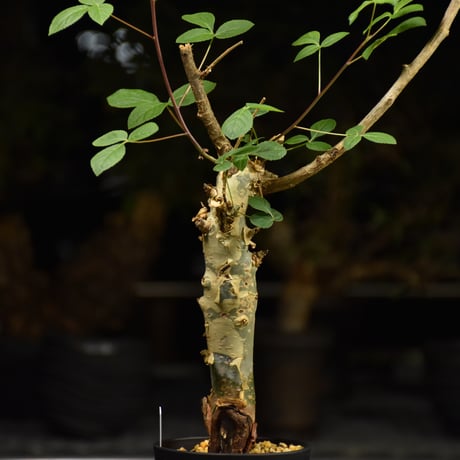 Commiphora holtziana コミフォラ ホルトジアナ 発根済現地株 H31