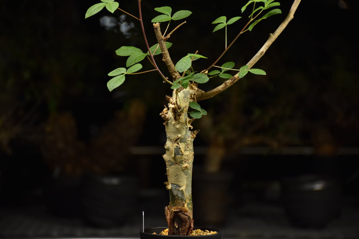 Commiphora holtziana コミフォラ ホルトジアナ 発根済現地株 H31 |