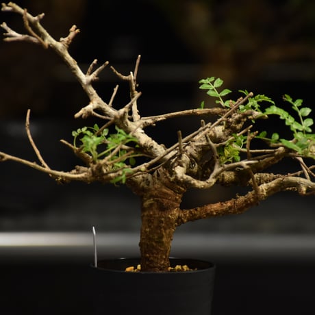 Boswellia neglecta　ボスウェリア ネグレクタ　発根済現地株　H18