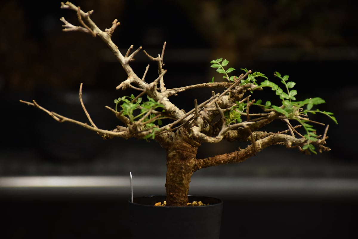 Boswellia neglecta ボスウェリア ネグレクタ 発根済現地株 H18 | BO