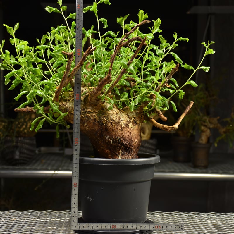 現品】【発根済】コミフォラ・アフリカーナ 8号 2G番 現品】【発根