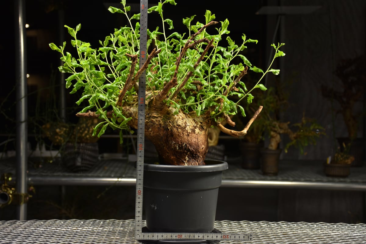 Commiphora glaucescens コミフォラ グラウケスケンス 発根済現地株 F2