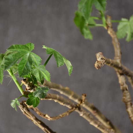 Jatropha spicata ヤトロファ スピカータ 発根済現地株 #5