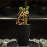 Euphorbia mlanjeana ユーフォルビア ムランジーナ 発根済現地株 I35 |