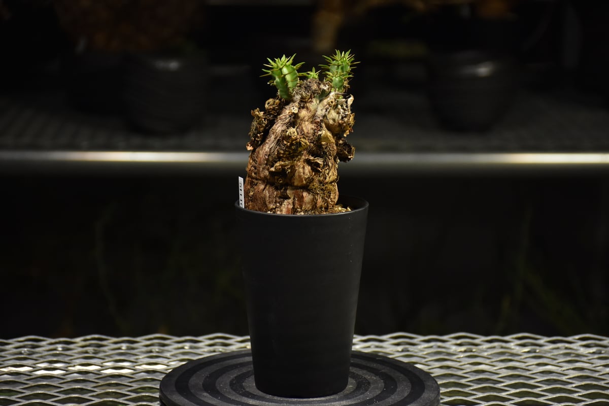 Euphorbia mlanjeana ユーフォルビア ムランジーナ 発根済現地株 I34 |