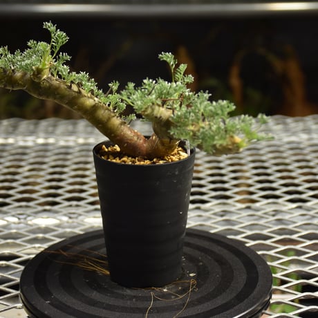 Monsonia herrei　モンソニア ヘレー　発根済現地株 6Bb11