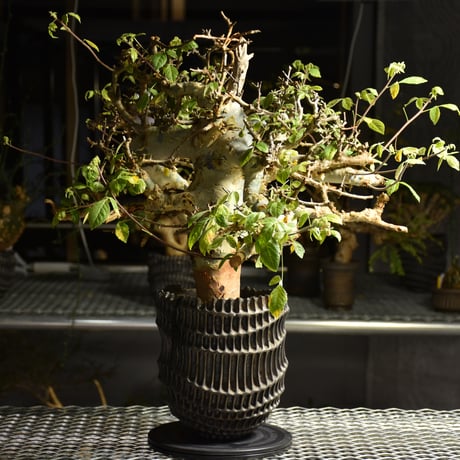 Commiphora holtziana コミフォラ ホルトジアナ 発根済現地株 B4