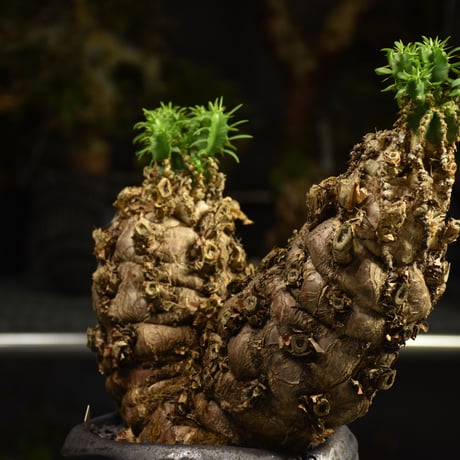 Euphorbia mlanjeana　ユーフォルビア ムランジーナ 発根済現地株 I80