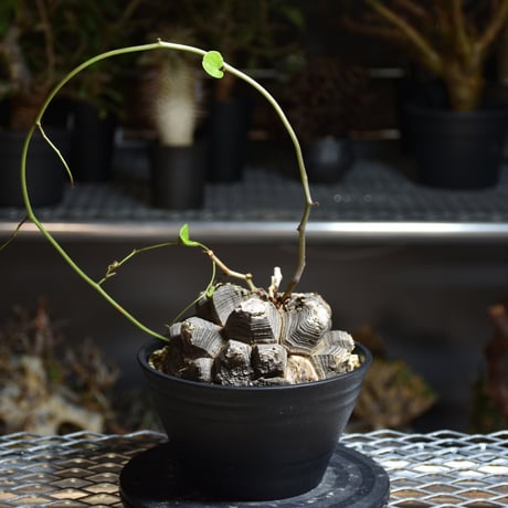 CATEGORY Dioscorea | BONDEX CATEGORY Dioscorea | BONDEX