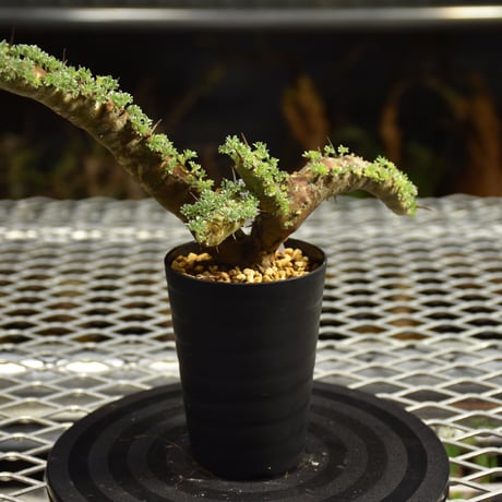 Monsonia herrei　モンソニア ヘレー　発根済現地株 6Bb12