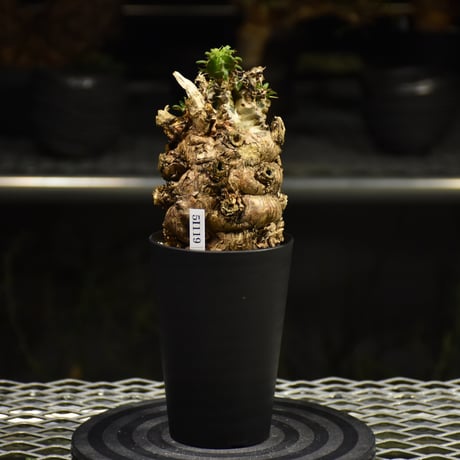 Euphorbia mlanjeana　ユーフォルビア ムランジーナ 発根済現地株 I36
