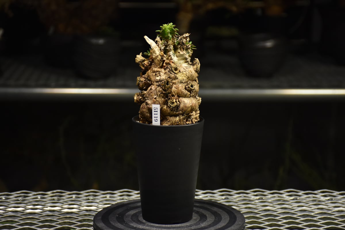 Euphorbia mlanjeana ユーフォルビア ムランジーナ 発根済現地株 I36 |