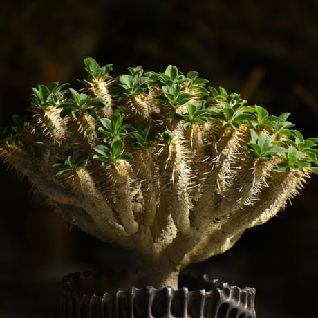Euphorbia Guirauminiana ユーフォルビア ギラウミニアナ 発根済現地株 A1