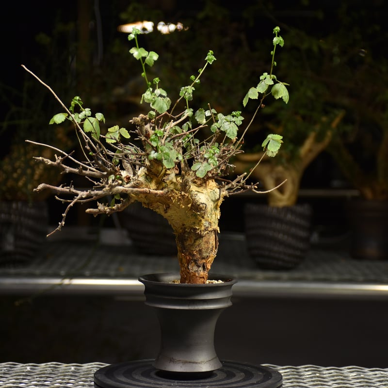 Commiphora Cyclophylla コミフォラ シクロフィラ 発根済現地株 A1 |