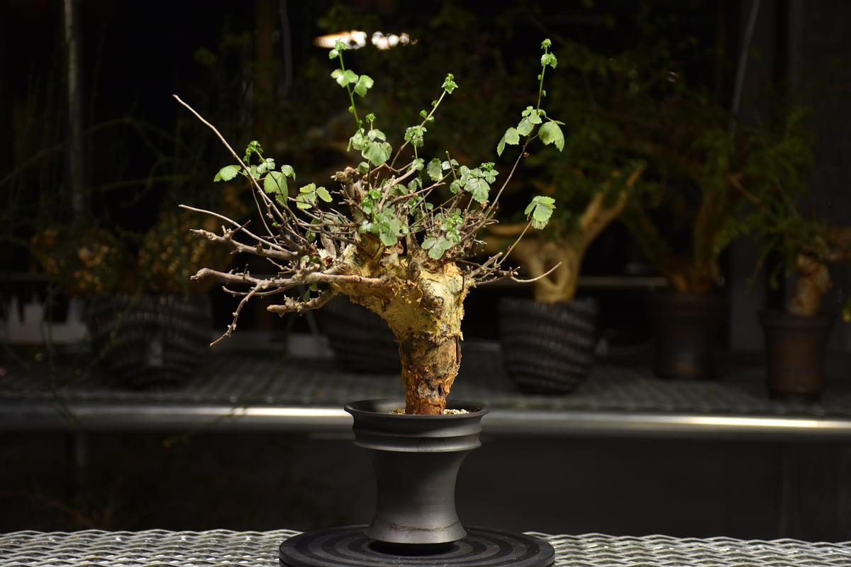 Commiphora Cyclophylla コミフォラ シクロフィラ 発根済現地株