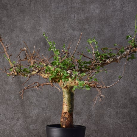 Commiphora cyclophira コミフォラ シクロフィラ 発根済現地株 #3