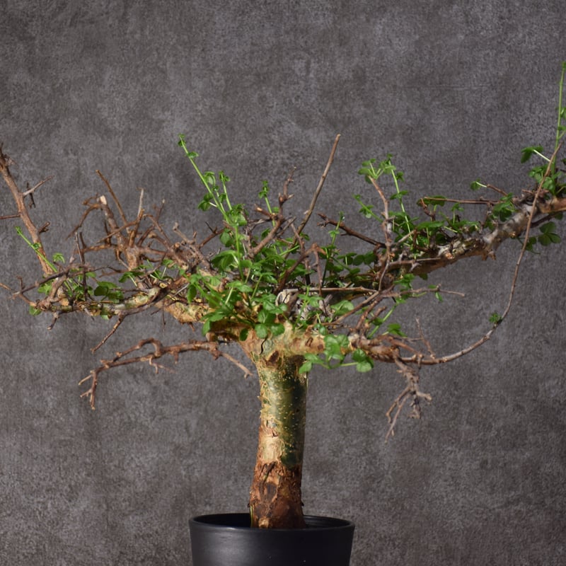 Commiphora cyclophira コミフォラ シクロフィラ 発根済現地株 #3 | ...