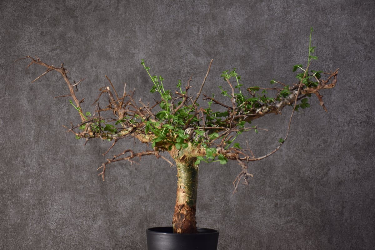 n*k様 コミフォラ・セルビフォリア（現地株、発根済み、特大） Yahoo!オークション - 【発根済株】コミフォラ セルビフォリア大株 国