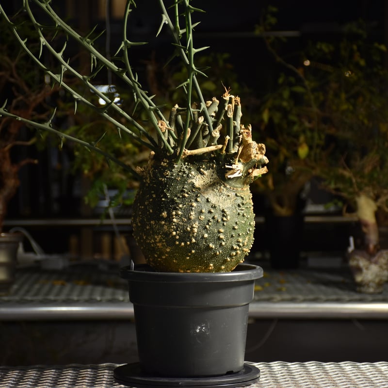 Adenia grobosa アデニア グロボーサ 発根済現地株 D29 | BONDEX