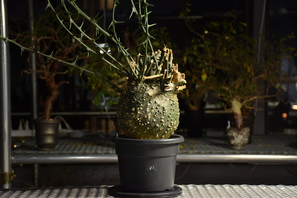 アデニアグロボーサ 発根済み 鉢付き Adenia grobosa アデニア グロボーサ 発根済現地株 D29 | BONDEX