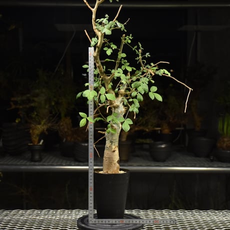 Commiphora holtziana コミフォラ ホルトジアナ 発根済現地株 H12