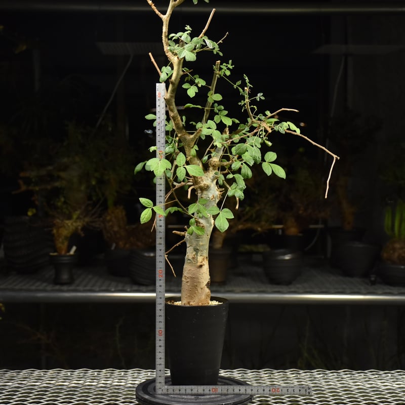 Commiphora holtziana コミフォラ ホルトジアナ 発根済現地株 H12 |