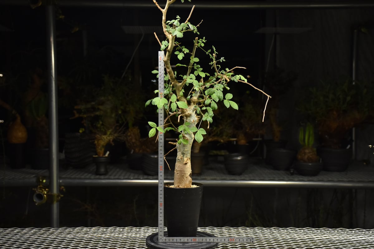 クリスマスセールコミフォラホルトジアナ Commiphora holtziana コミフォラ ホルトジアナ 発根済現地株 #7 | B