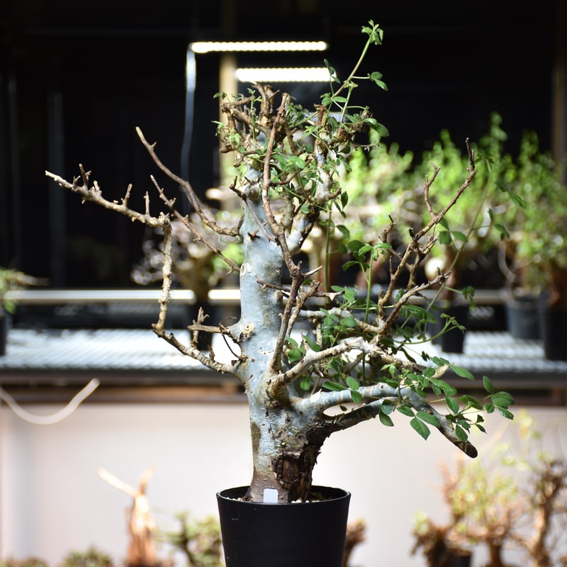 Commiphora holtziana コミフォラ ホルトジアナ 発根済現地株 #8
